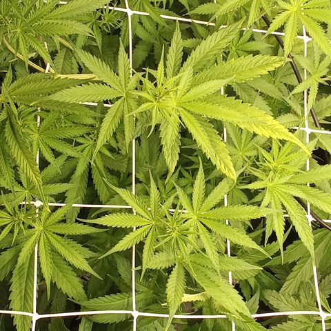 Strawberry Banana automatik  growlog timeline photo