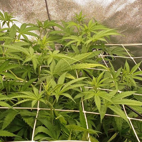 Strawberry Banana automatik  growlog timeline photo