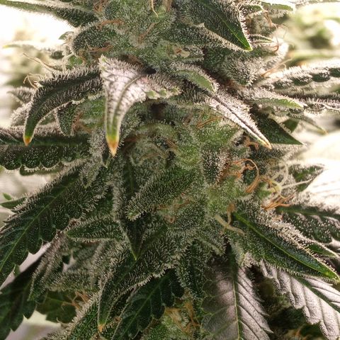 Special Queen #1 growlog timeline photo