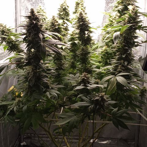 Special Queen #1 growlog timeline photo
