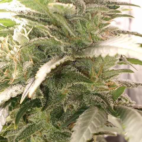 Special Queen #1 growlog timeline photo