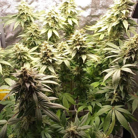 Special Queen #1 growlog timeline photo