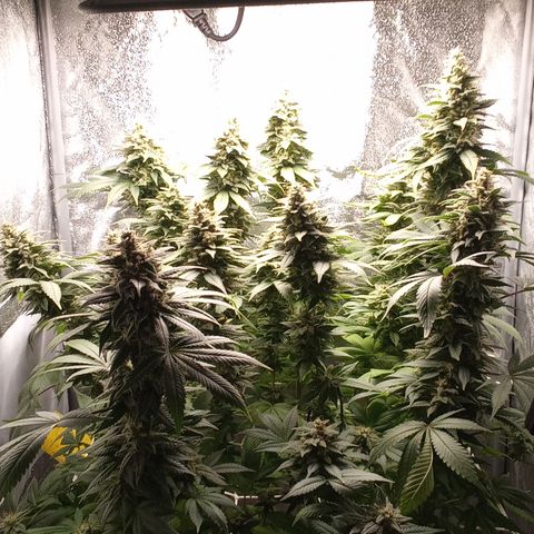Special Queen #1 growlog timeline photo