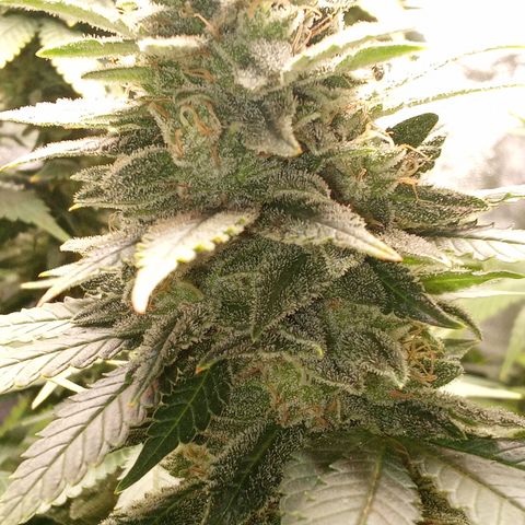 Special Queen #1 growlog timeline photo
