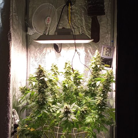 Special Queen #1 growlog timeline photo
