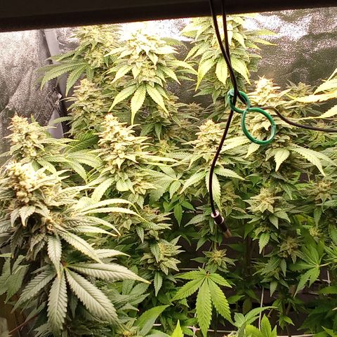 Special Queen #1 growlog timeline photo