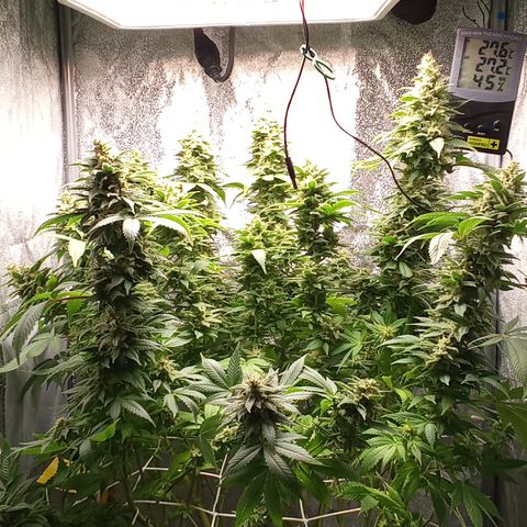 Special Queen #1 growlog timeline photo