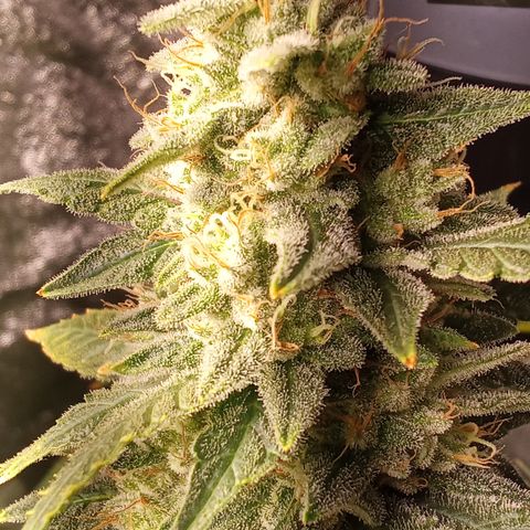 Special Queen #1 growlog timeline photo