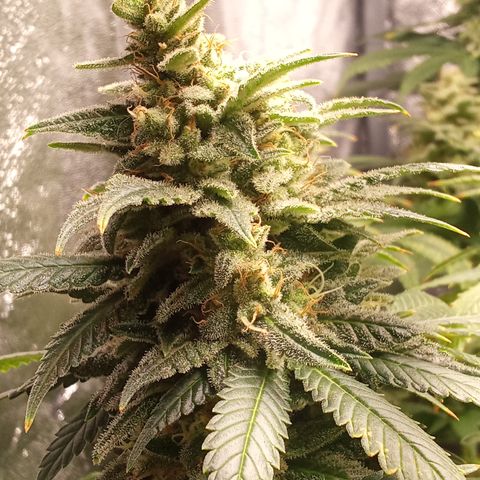 Special Queen #1 growlog timeline photo