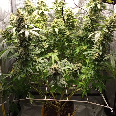 Special Queen #1 growlog timeline photo