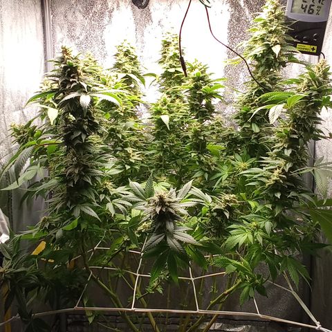 Special Queen #1 growlog timeline photo