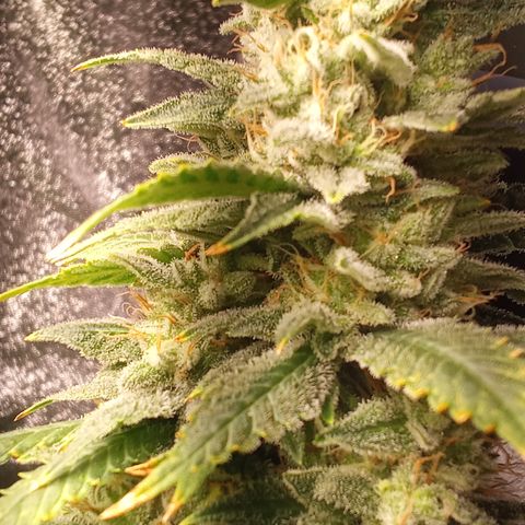 Special Queen #1 growlog timeline photo