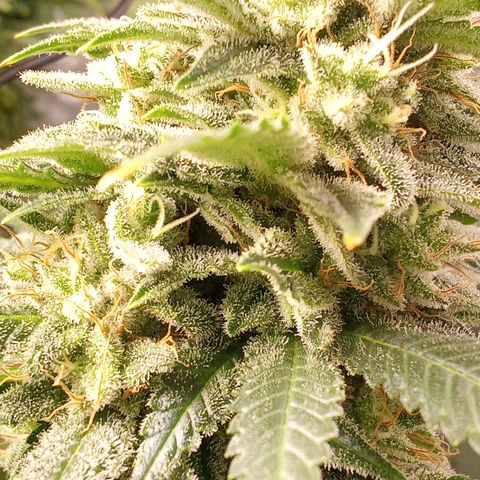 Special Queen #1 growlog timeline photo