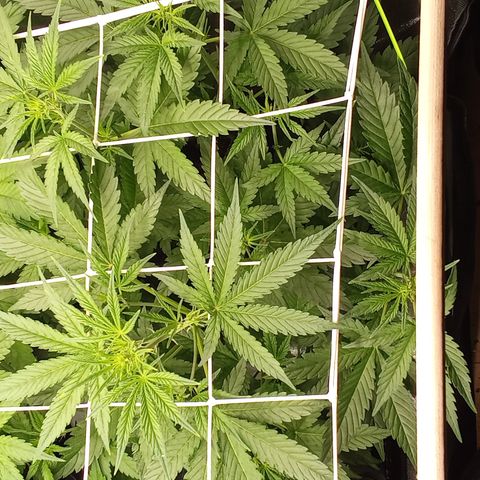 Zkittlez automatik  growlog timeline photo