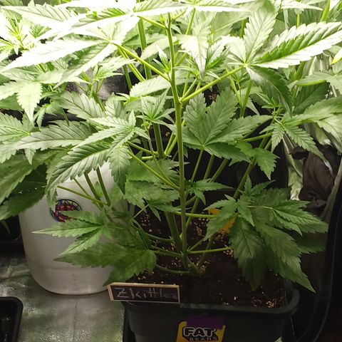 Zkittlez automatik  growlog timeline photo