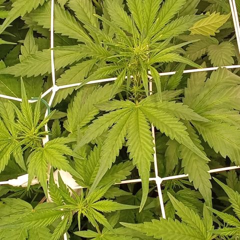Banana Purple Punch growlog timeline photo