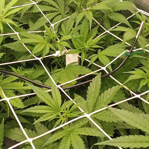 Banana Purple Punch growlog timeline photo