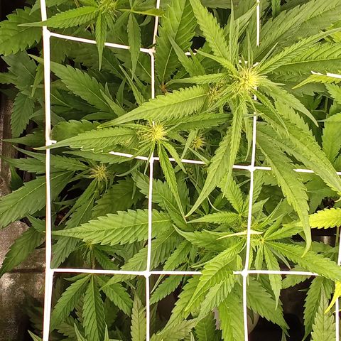 Strawberry Gorilla automatik  growlog timeline photo