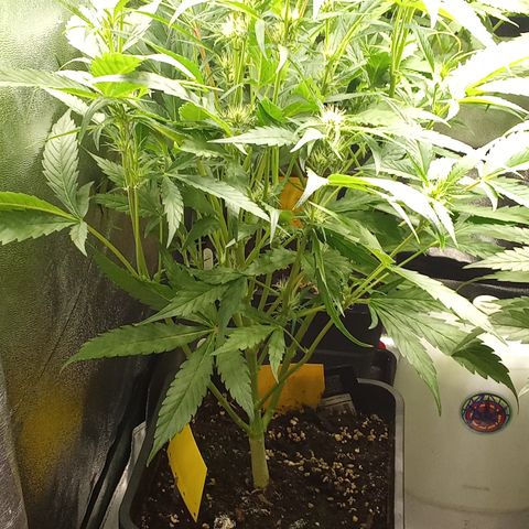 Strawberry Gorilla automatik  growlog timeline photo
