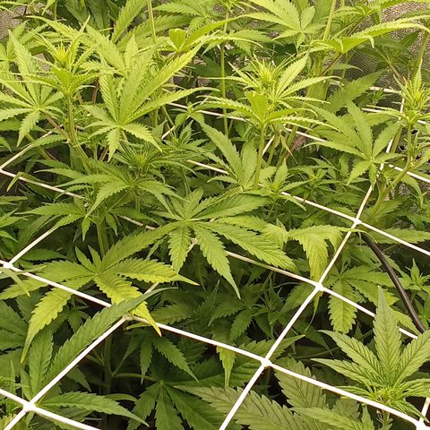 Strawberry Banana automatik  growlog timeline photo