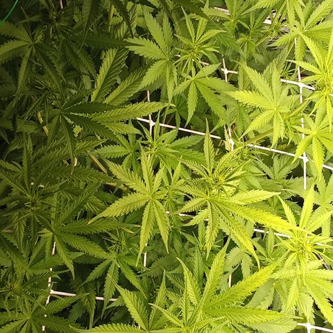 Strawberry Banana automatik  growlog timeline photo