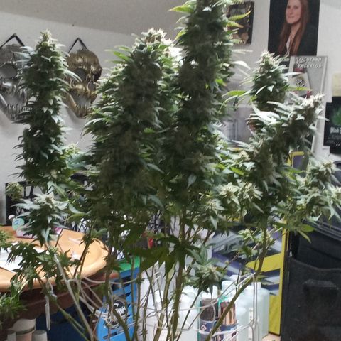 Special Queen #1 growlog timeline photo