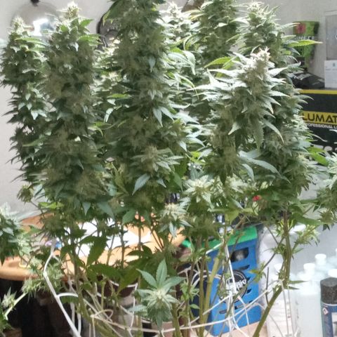 Special Queen #1 growlog timeline photo