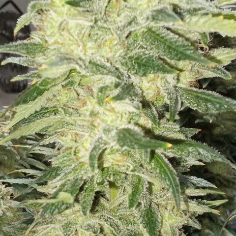 Special Queen #1 growlog timeline photo