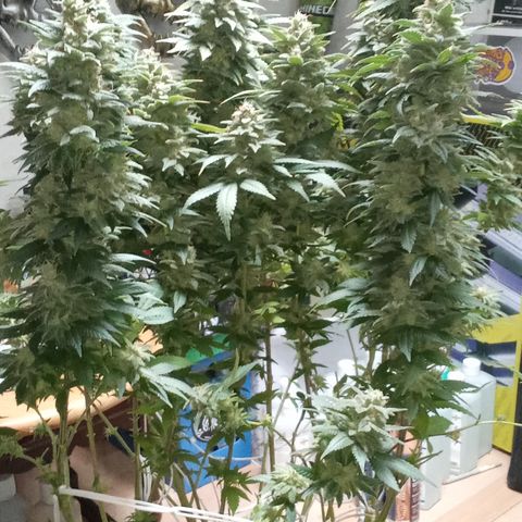 Special Queen #1 growlog timeline photo