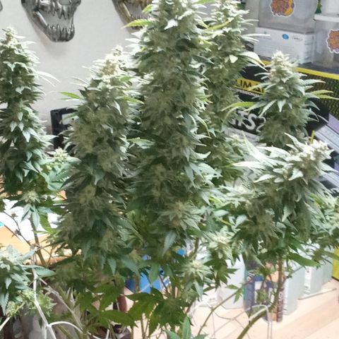 Special Queen #1 growlog timeline photo