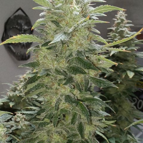 Special Queen #1 growlog timeline photo
