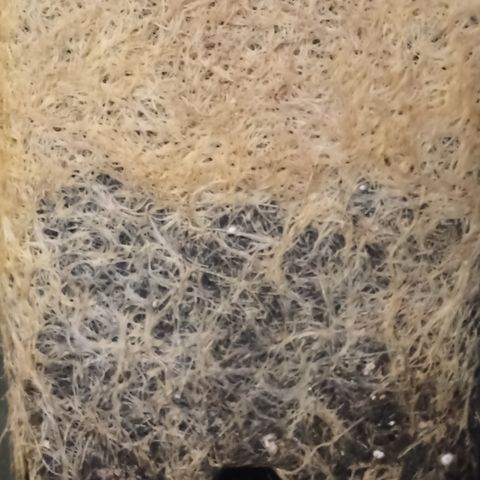 Special Queen #1 growlog timeline photo