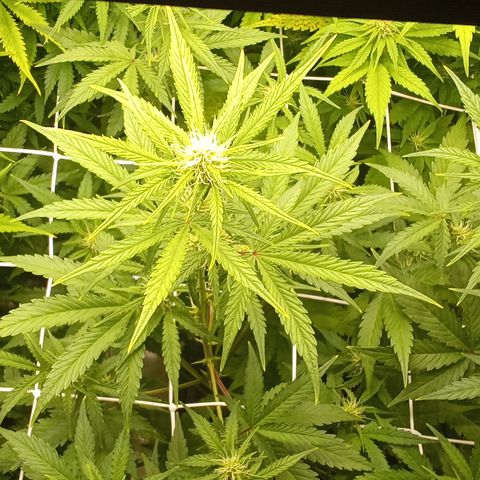 Zkittlez automatik  growlog timeline photo