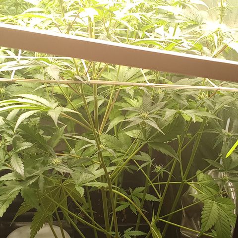 Zkittlez automatik  growlog timeline photo