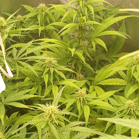 Banana Purple Punch growlog timeline photo