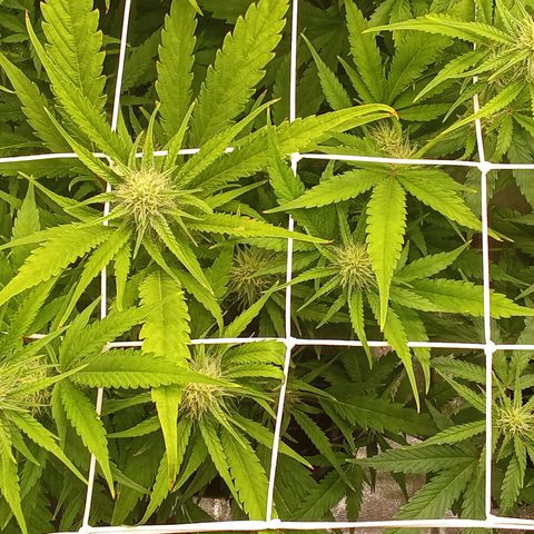 Strawberry Gorilla automatik  growlog timeline photo