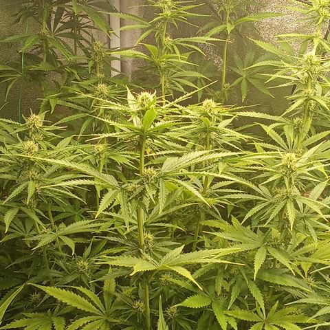 Strawberry Banana automatik  growlog timeline photo