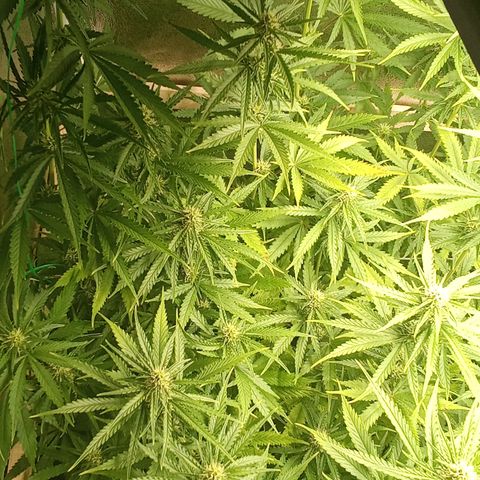Strawberry Banana automatik  growlog timeline photo