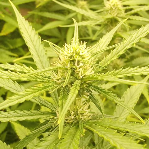 Strawberry Banana automatik  growlog timeline photo