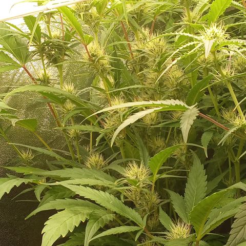 Strawberry Gorilla automatik  growlog timeline photo
