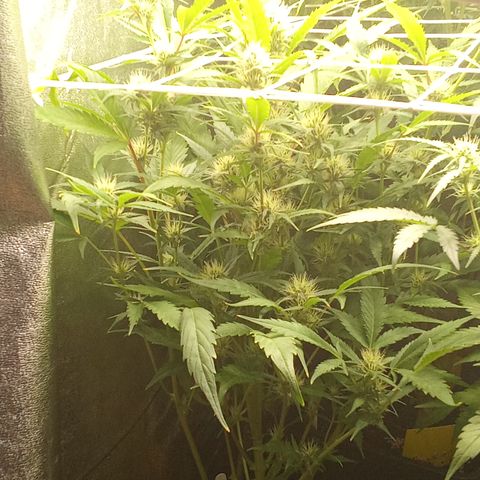 Strawberry Gorilla automatik  growlog timeline photo