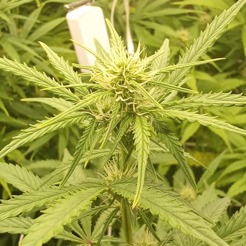 Zkittlez automatik  growlog timeline photo