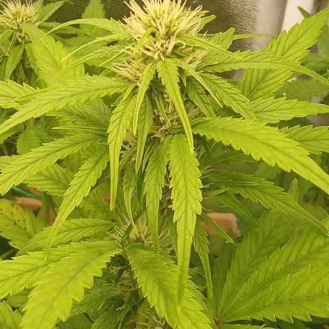 Banana Purple Punch growlog timeline photo