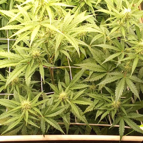 Zkittlez automatik  growlog timeline photo
