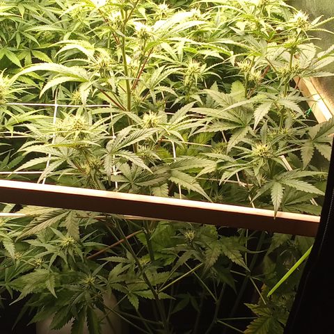 Zkittlez automatik  growlog timeline photo