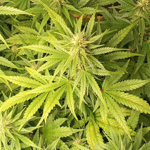 Banana Purple Punch growlog timeline photo