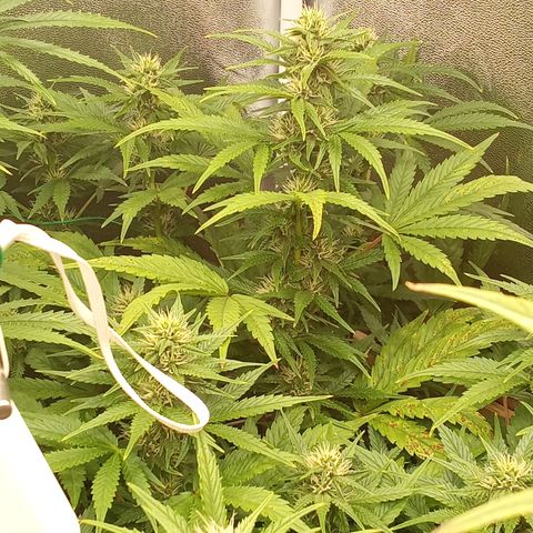 Banana Purple Punch growlog timeline photo