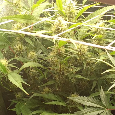 Strawberry Gorilla automatik  growlog timeline photo