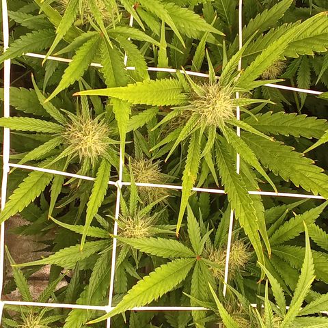 Strawberry Gorilla automatik  growlog timeline photo