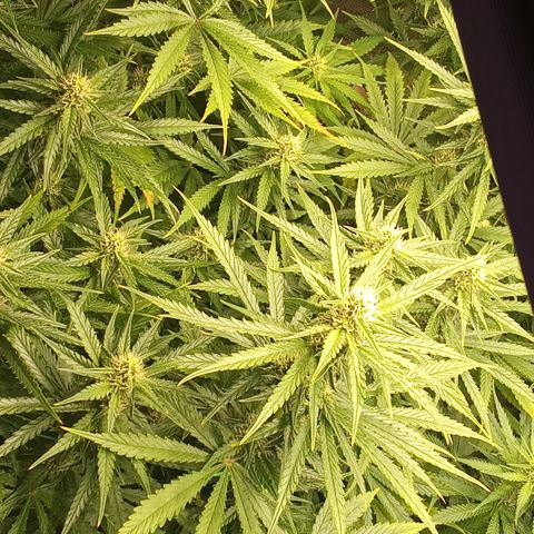 Strawberry Banana automatik  growlog timeline photo